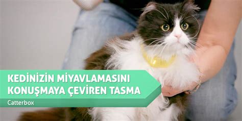 Kedi Hamağı